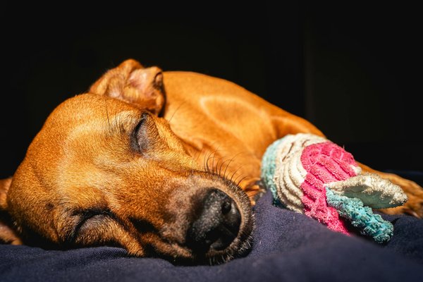 Friandise naturelle pour chien de Truffe délice : avantages, composition et variétés à découvrir