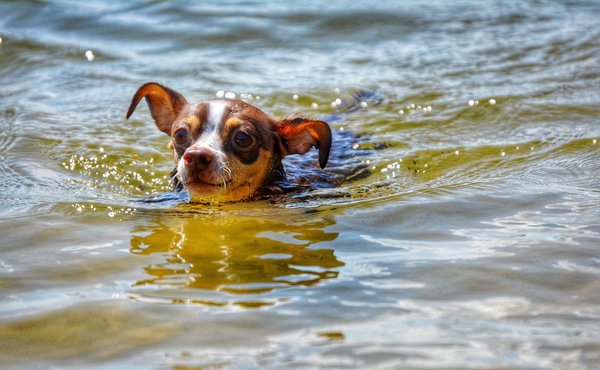 Quelles sont les races de chevaux adaptées aux débutants en équitation ?