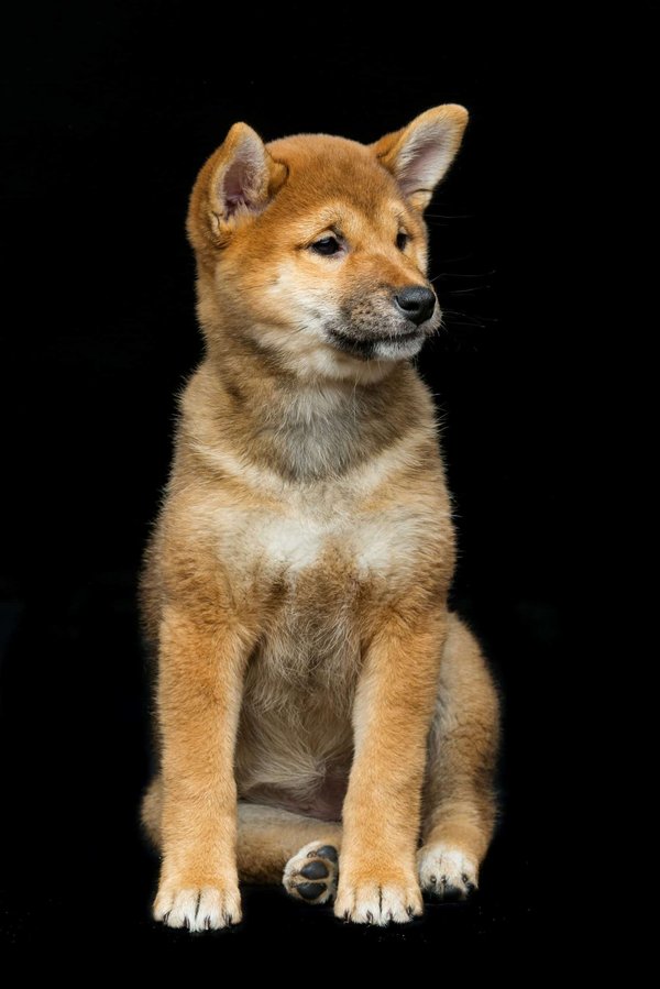 Shiba inu nain : ce qu'il faut savoir sur ses spécificités